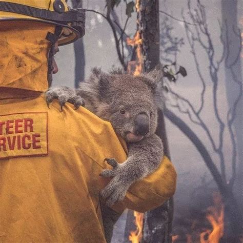 澳大利亚大火哪里严重