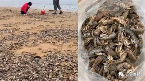 烟台女子沙滩捡1 30斤虾