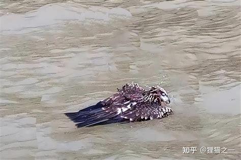 热死鸟老鹰在南京中暑坠入江中