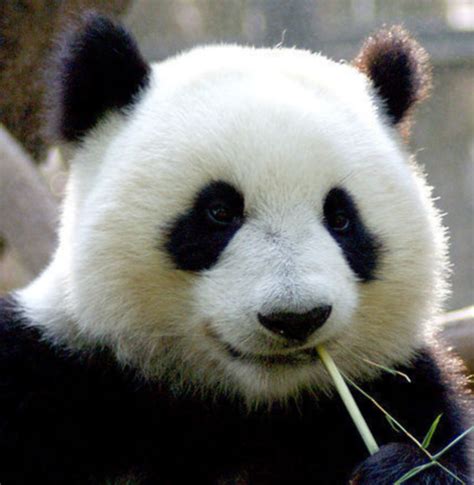 熊猫只有中国有吗