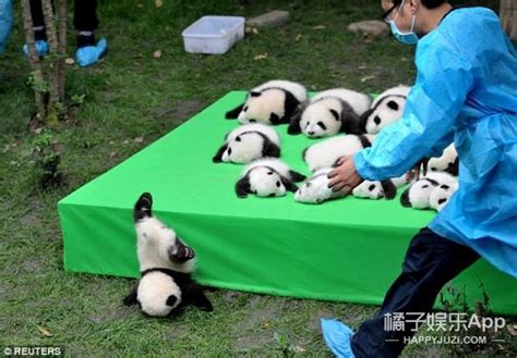 熊猫宝宝抢镜过程
