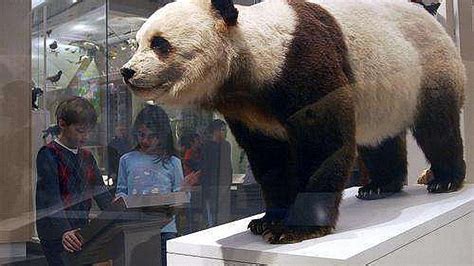 熊猫皮带为什么贵