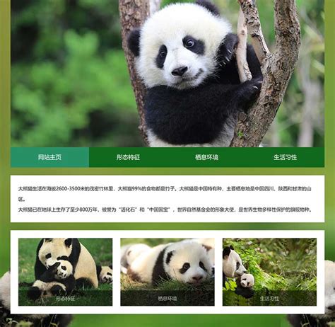 熊猫网站设计制作教程