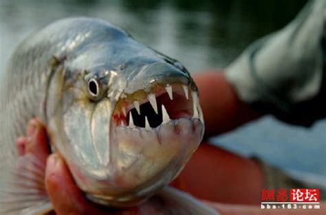 牙齿最锋利的鱼