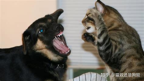 狗狗突然和猫打架