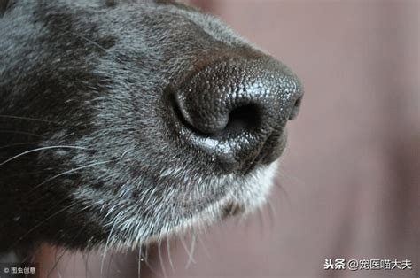 狗的鼻子为什么湿漉漉