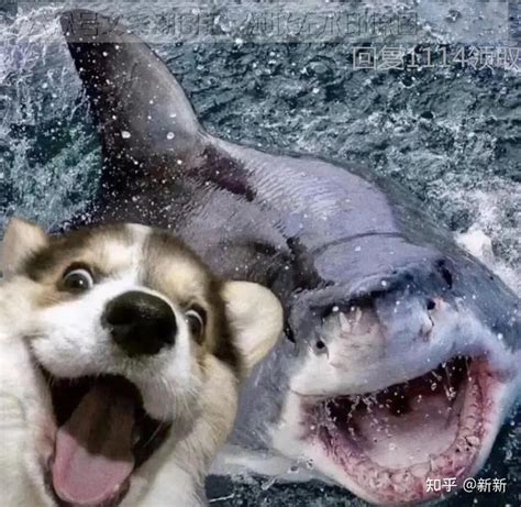 狗鲨鱼图片