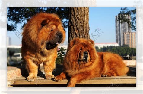 狮子狗图片品种