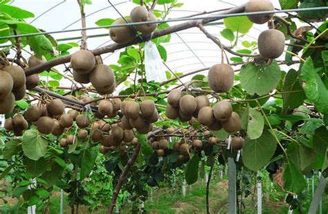 猕猴桃树一年能结多少果