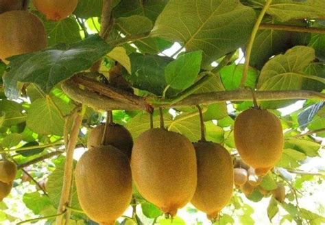 猕猴桃树怎么种