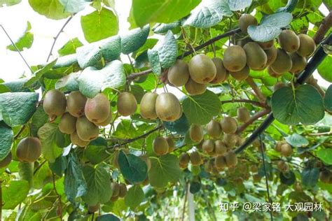 猕猴桃树是怎样栽培的
