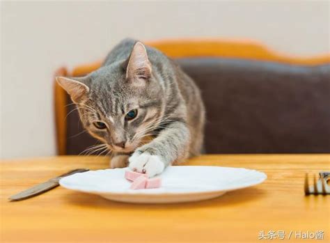 猫咪把掉在地上的食物吃掉