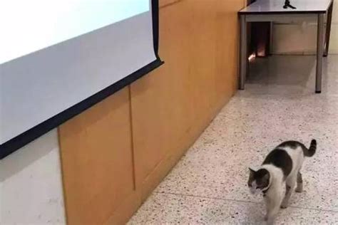 猫咪进教室被老师撵出去
