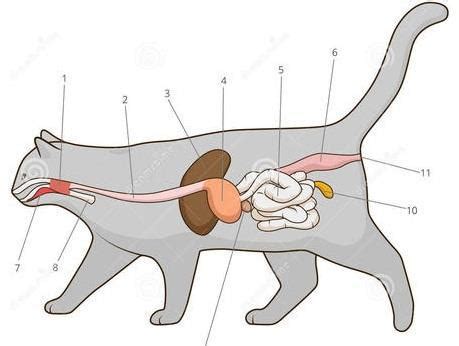 猫的消化系统