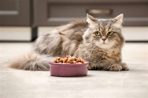 猫粮为什么提示不能饲喂反刍动物
