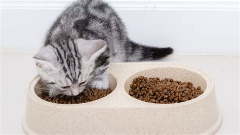 猫除了猫粮还可以吃什么