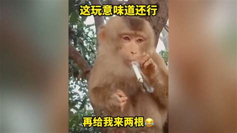 猴子搞笑的视频儿童