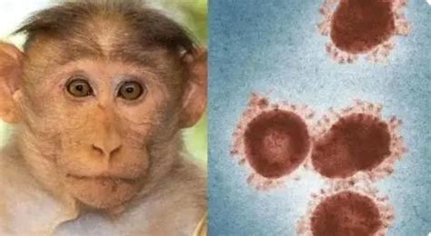 猴痘病毒有传入中国吗