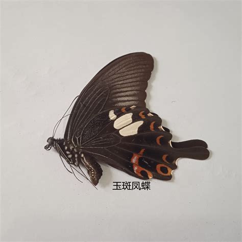 玉斑凤蝶标本值多少钱