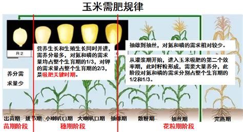 玉米最佳施肥方案