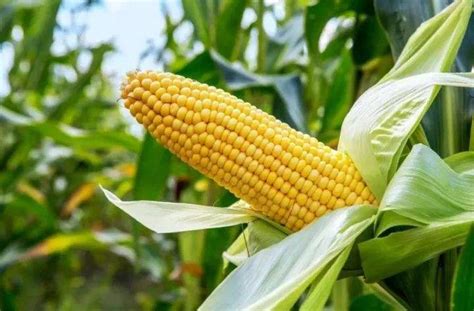 玉米期货需要什么权限