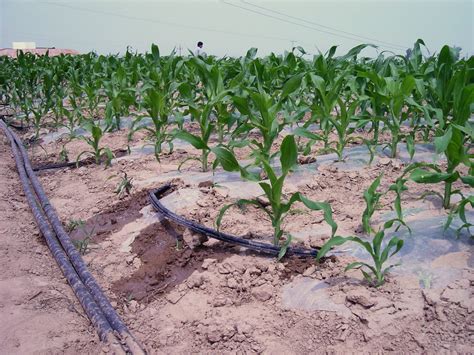 玉米灌溉