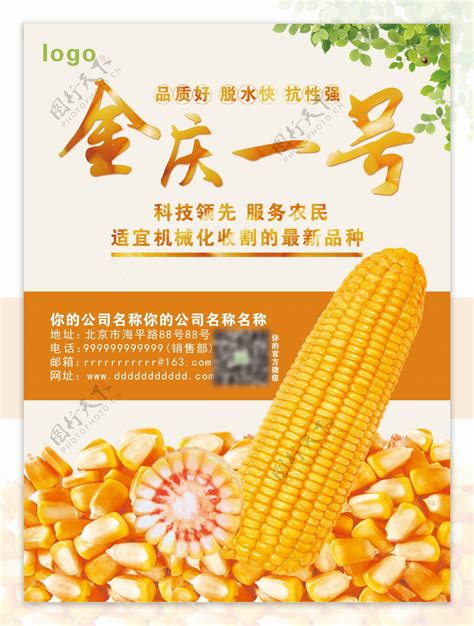 玉米种子促销宣传单页
