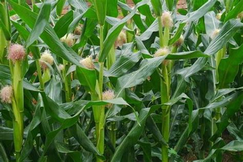 玉米种植步骤