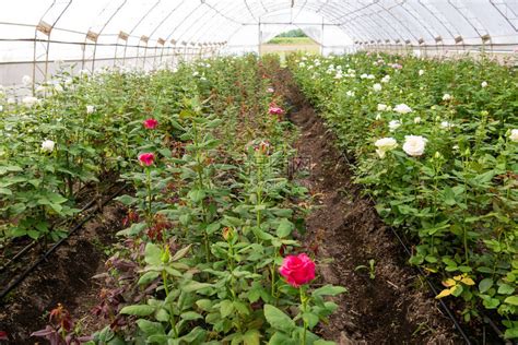 玫瑰花养殖基地