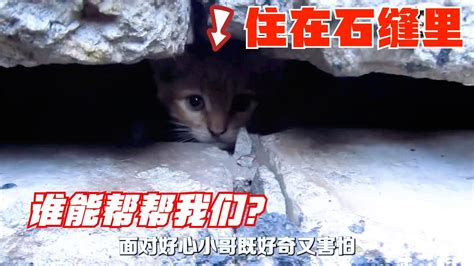 男子发现4只小猫住在石缝里
