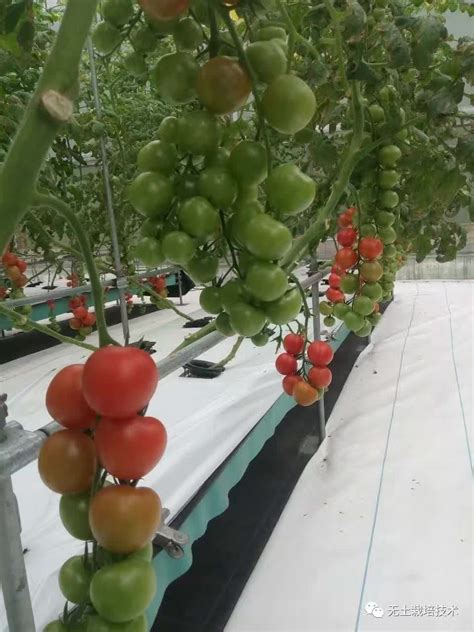 番茄种植技术的详细讲解