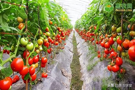 番茄种植技术详细介绍