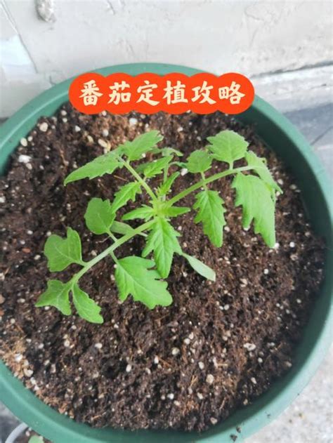 番茄种植方法