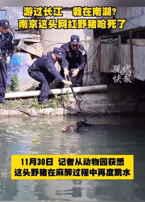 疑似南京横渡长江野猪呛水死亡