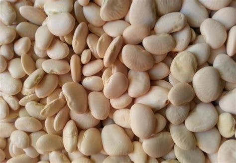 白凤豆种植方法和时间