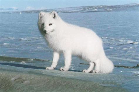 白狐属于几级保护动物