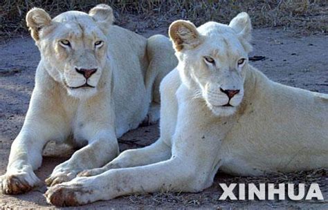 白狮为什么是珍稀动物