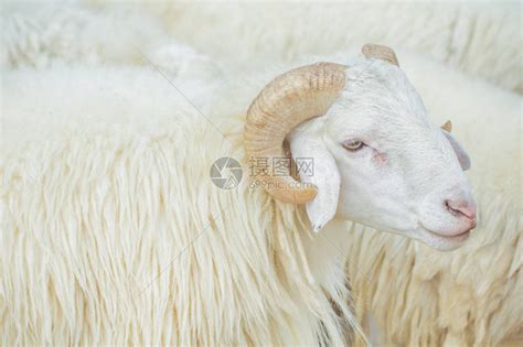 白羊是什么动物