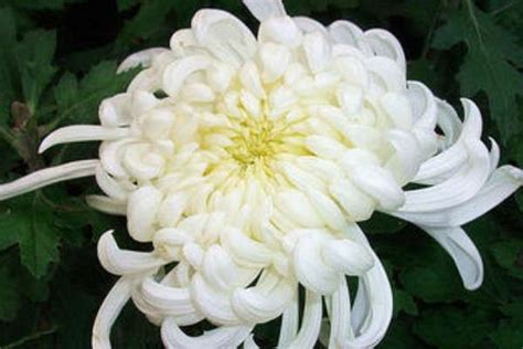 白色菊花代表什么意思