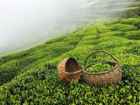 白茶的种植方法和图片