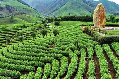 白茶种植一亩成本