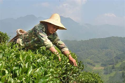 白茶种植条件气候特点