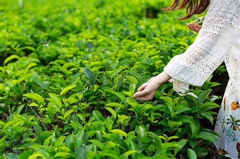 白茶种植的最佳方法