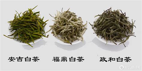 白茶适合哪种地区种植