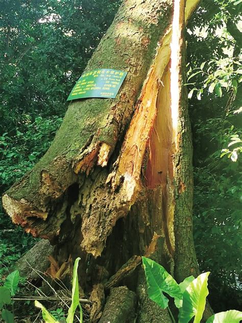 百年古树砍了怎么处理