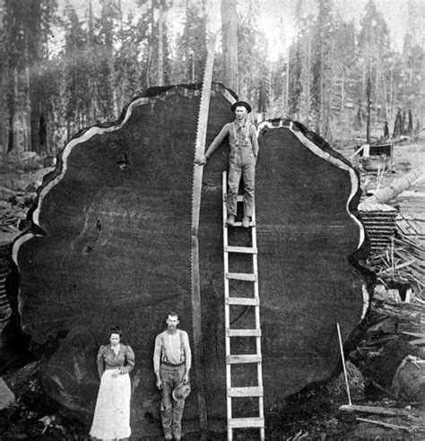 百年老古树能砍不