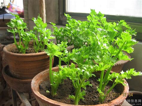 盆栽芹菜能种在盆里吗