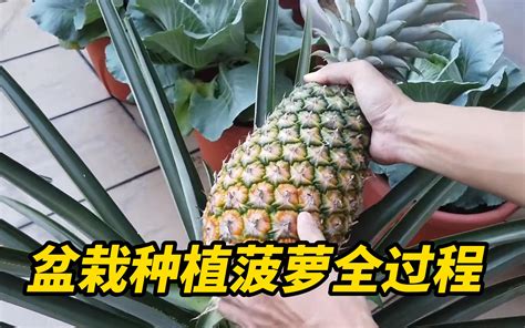盆栽菠萝种植到成熟全过程