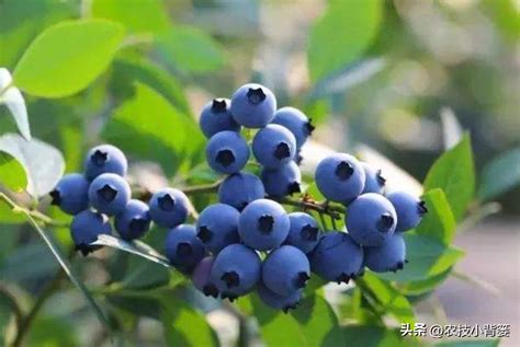 盆栽蓝莓怎样种植与管理