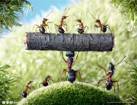 看见蚂蚁搬家解梦